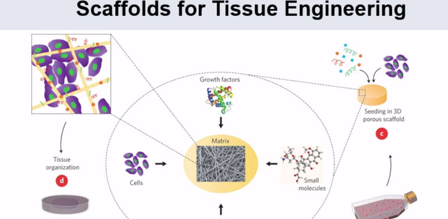 Scaffolds for tissue engineering