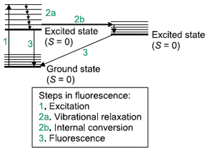 steps in fluorescence
