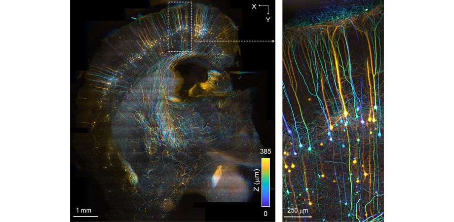 SCAPE 2.0 imaging of a cleared mouse brain (Thy1-GFP, mCUBIC). The whole 8.5 x 9.5 x 0.4 mm volume was imaged in only 230 seconds. Colors in the image denote depth into the sample. The inset on the right shows a zoomed in view of the region indicated on the left. Credit: Kripa Patel, Venkatakaushik Voleti and Hillman Lab. Sample provided by Arun Narasimhan and Pavel Osten.