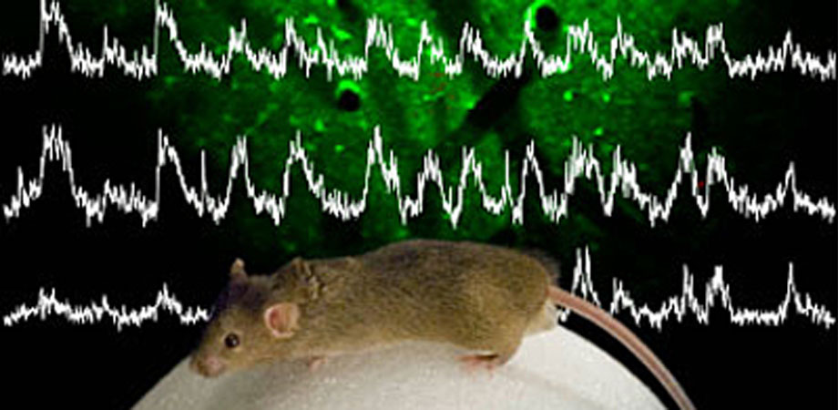 neural activity recorded from a population of neurons in the brain of an awake mouse