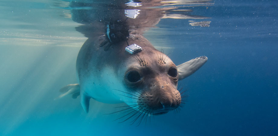 A wearable sensor reveals smart bloodflow when a harbor seal makes a long dive