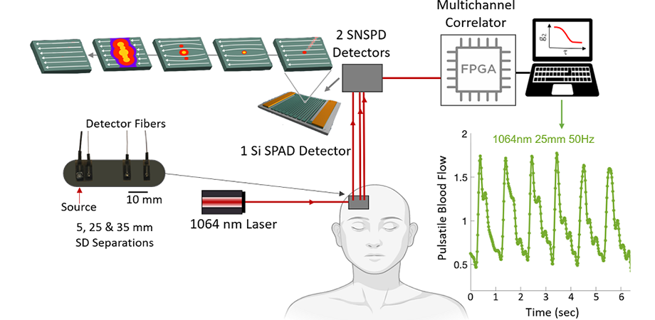 the setup for blood flow measurement using SNSPD- and SPAD-based DCS devices