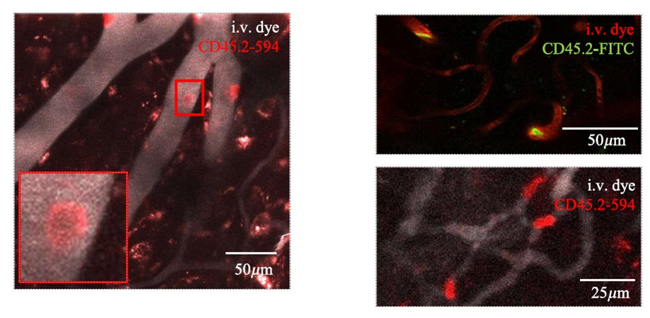 Representative two-photon images of cell labeling in cerebral microvasculature