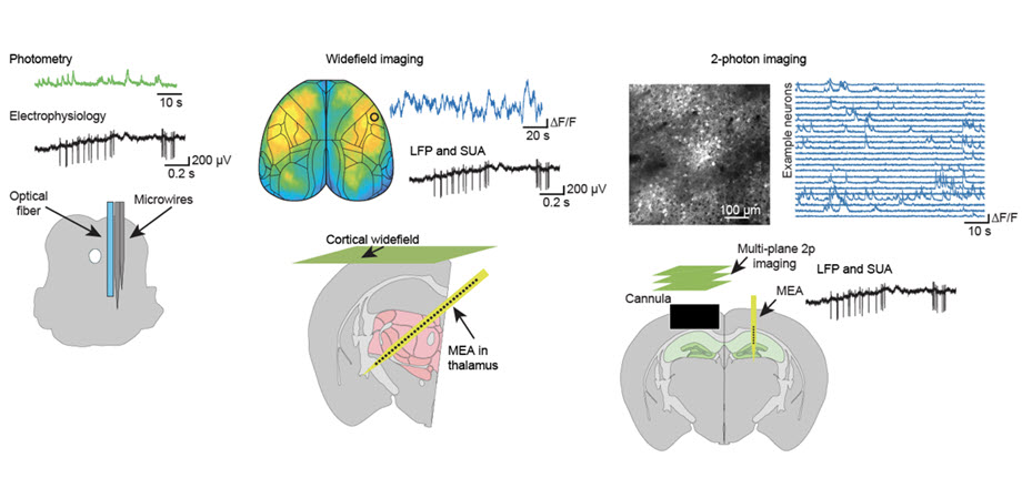 Combining electrophysiology with optical recording of brain activity can reveal new aspects of integrated brain function. Image credit: Lewis, Hoffmann, and Helmchen; doi  10.1117/1.NPh.11.3.033403.