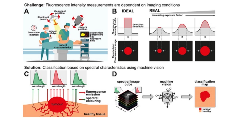 Scientists employ multispectral emission profiles instead of the conventional fluorescence intensity profile to train machine learning models for accurately identifying tumor boundaries