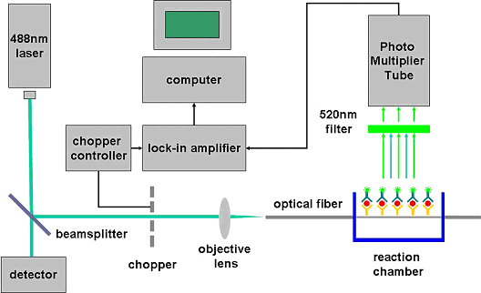 Fiber-optic biosensor for antigen/antibody kinetic assays