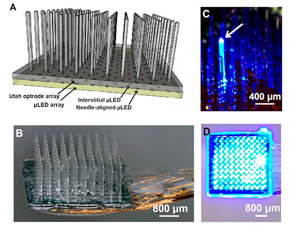 A) Schematic of the integrated device with the glass Utah Optrode Array (UOA) bonded to a microLED array. Illumination is from the microLED, through the sapphire (which is bonded to the glass UOA) and delivered to tissue either by the glass needles or through interstitial sites. A pinhole layer (not shown) is patterned onto the sapphire substrate of the microLED array before bonding to reduce optical crosstalk. B) Completed device with polymer coated wire bonds permitting independent control of the microLEDs. C) Illumination of a single microLED delivering high-intensity light to the needle tip. D) All 181 sites simultaneously illuminated.