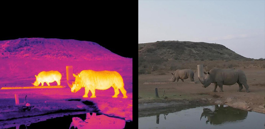 Thermal sensors make warm-blooded rhinos stand out from their surroundings